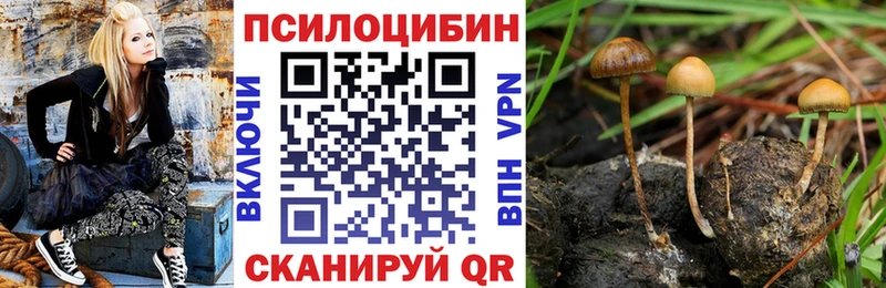Галлюциногенные грибы Psilocybe  Янаул 